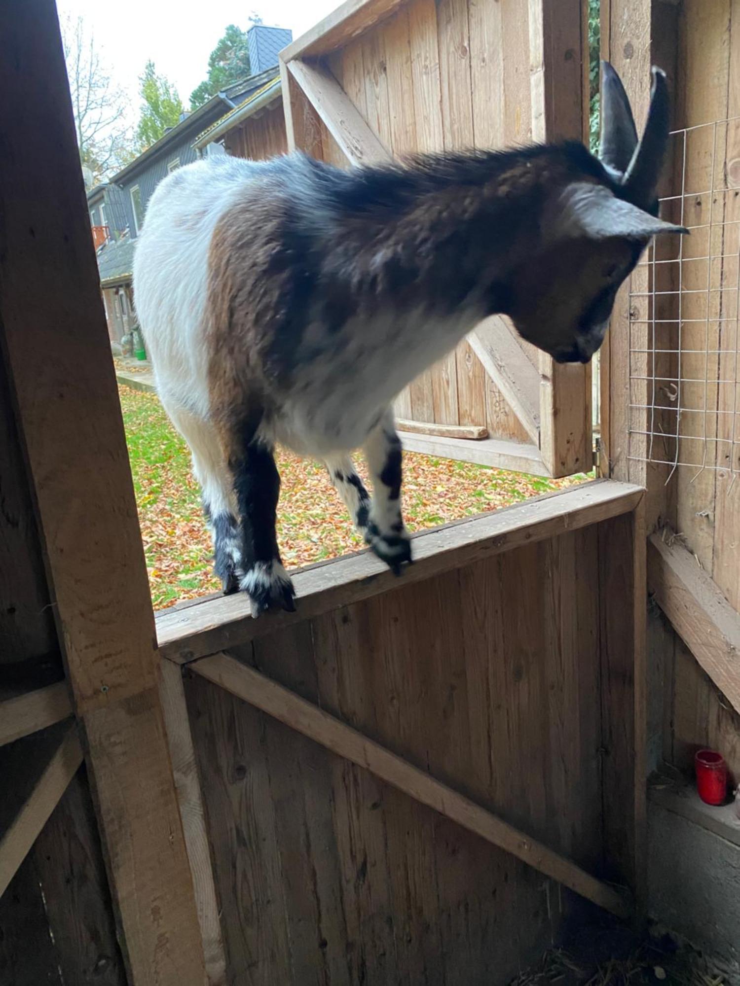 Ferienwohnung Auf Einem Resthof Zentral Gelegen Mit Viel Natur Und Tieren Rendswuhren エクステリア 写真
