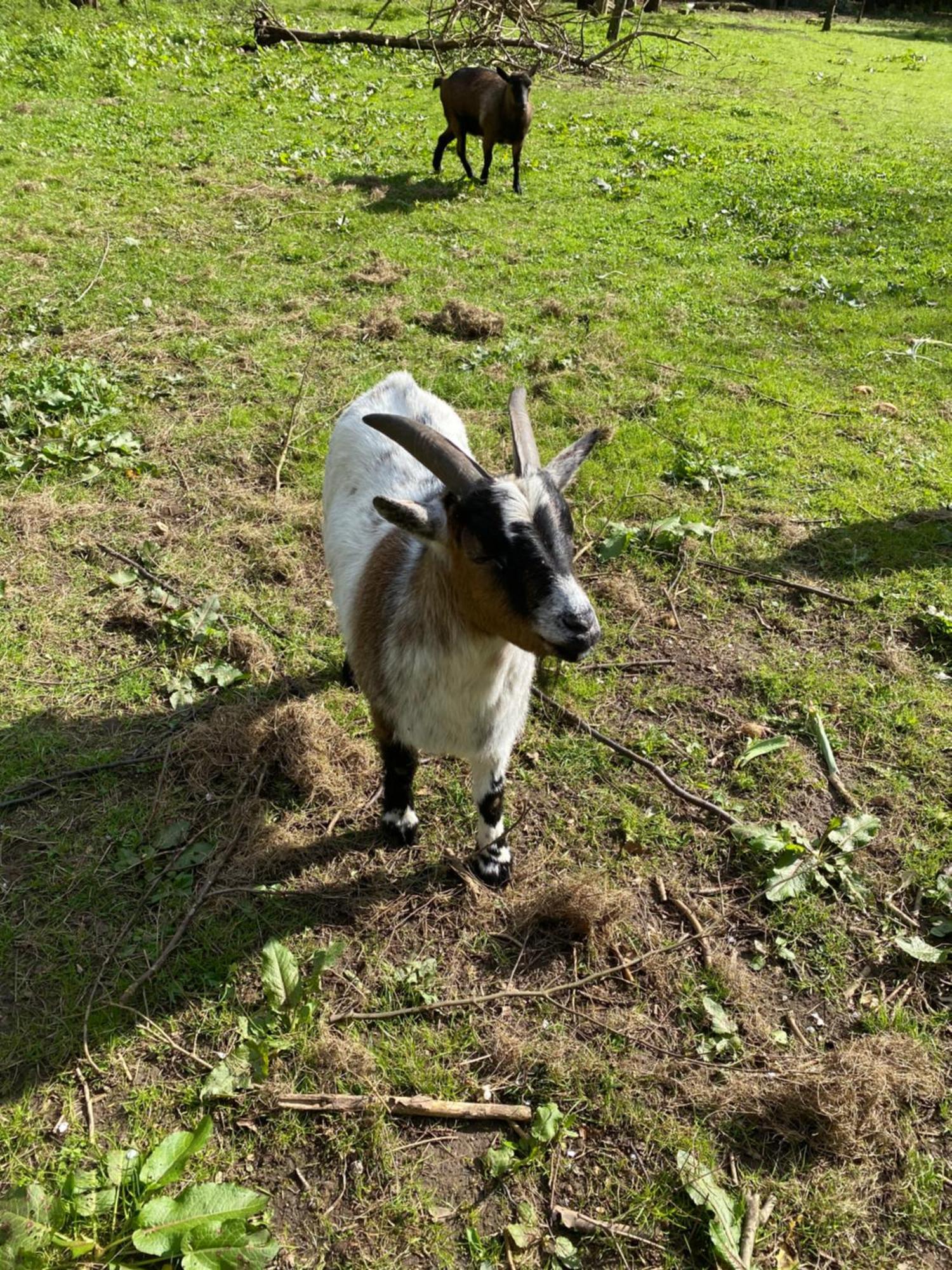 Ferienwohnung Auf Einem Resthof Zentral Gelegen Mit Viel Natur Und Tieren Rendswuhren エクステリア 写真
